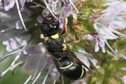 Réf. 208 705 : Leptochilus regulus